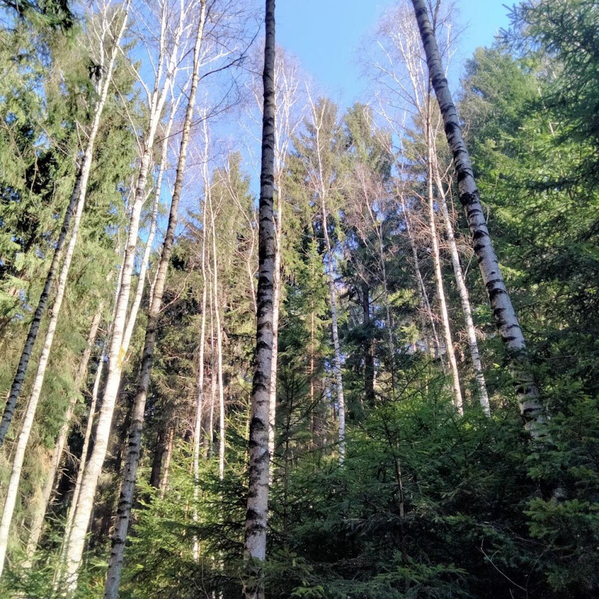 Verkaufe Birken 3