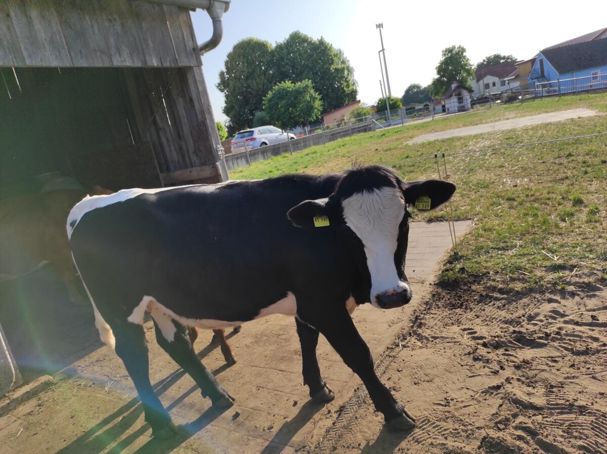 Mutterkühe 2