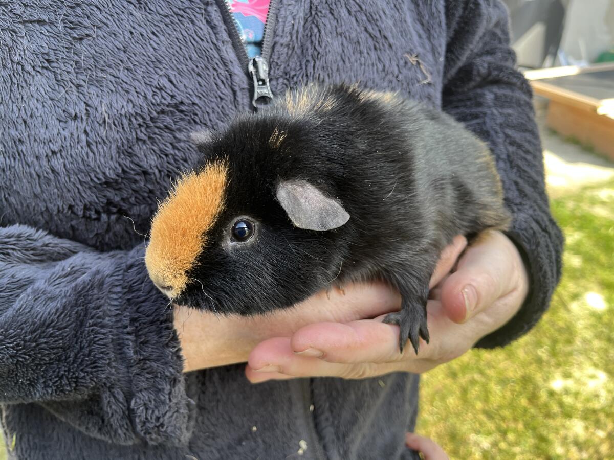 Meerschweinchen Kastrat 2