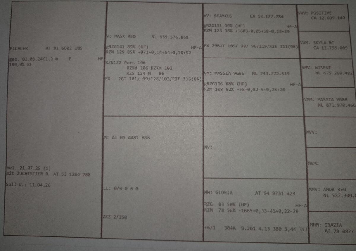 RF Kalbin hochträchtig 3
