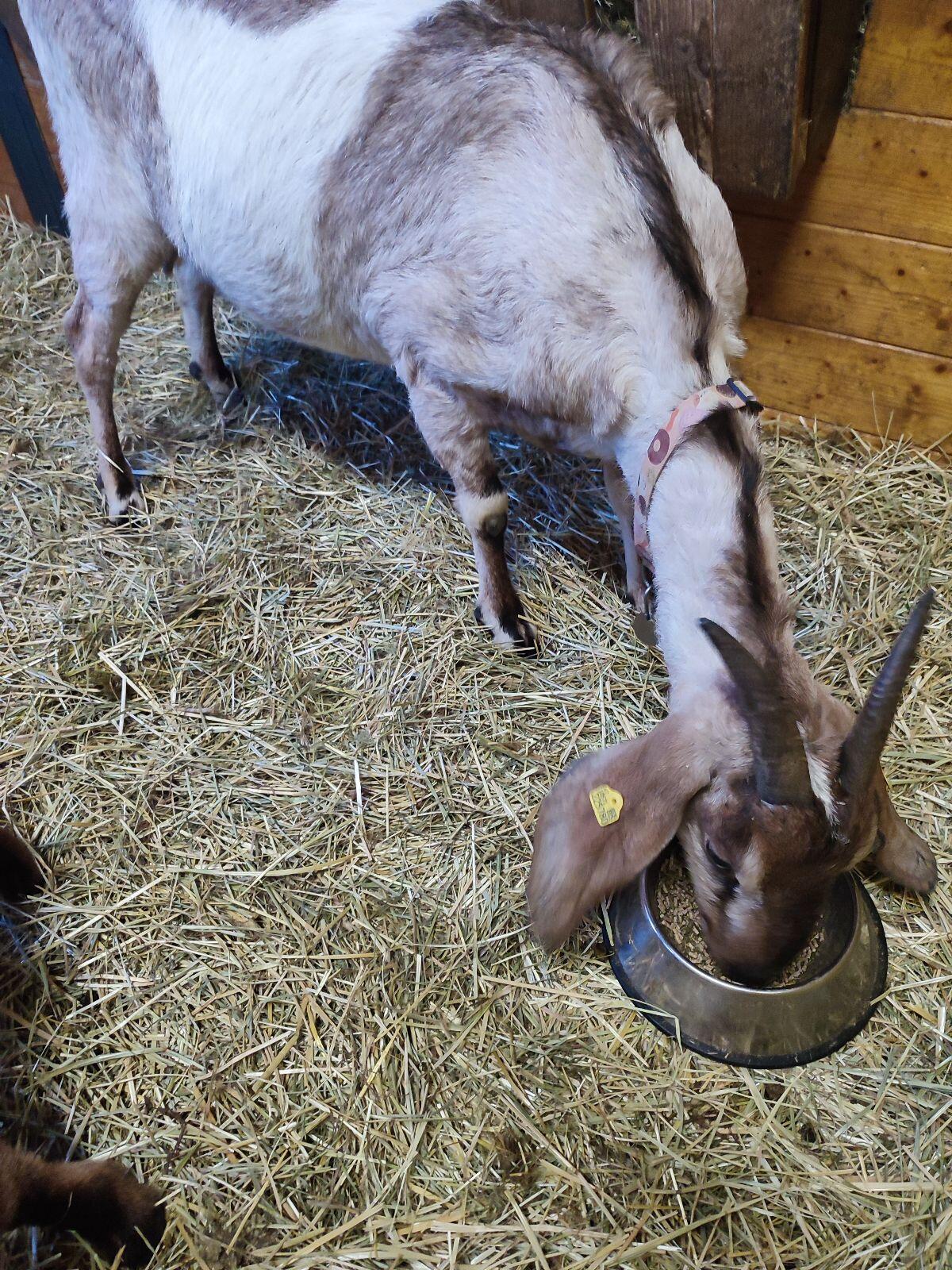 anglo nubier Ziegen 2