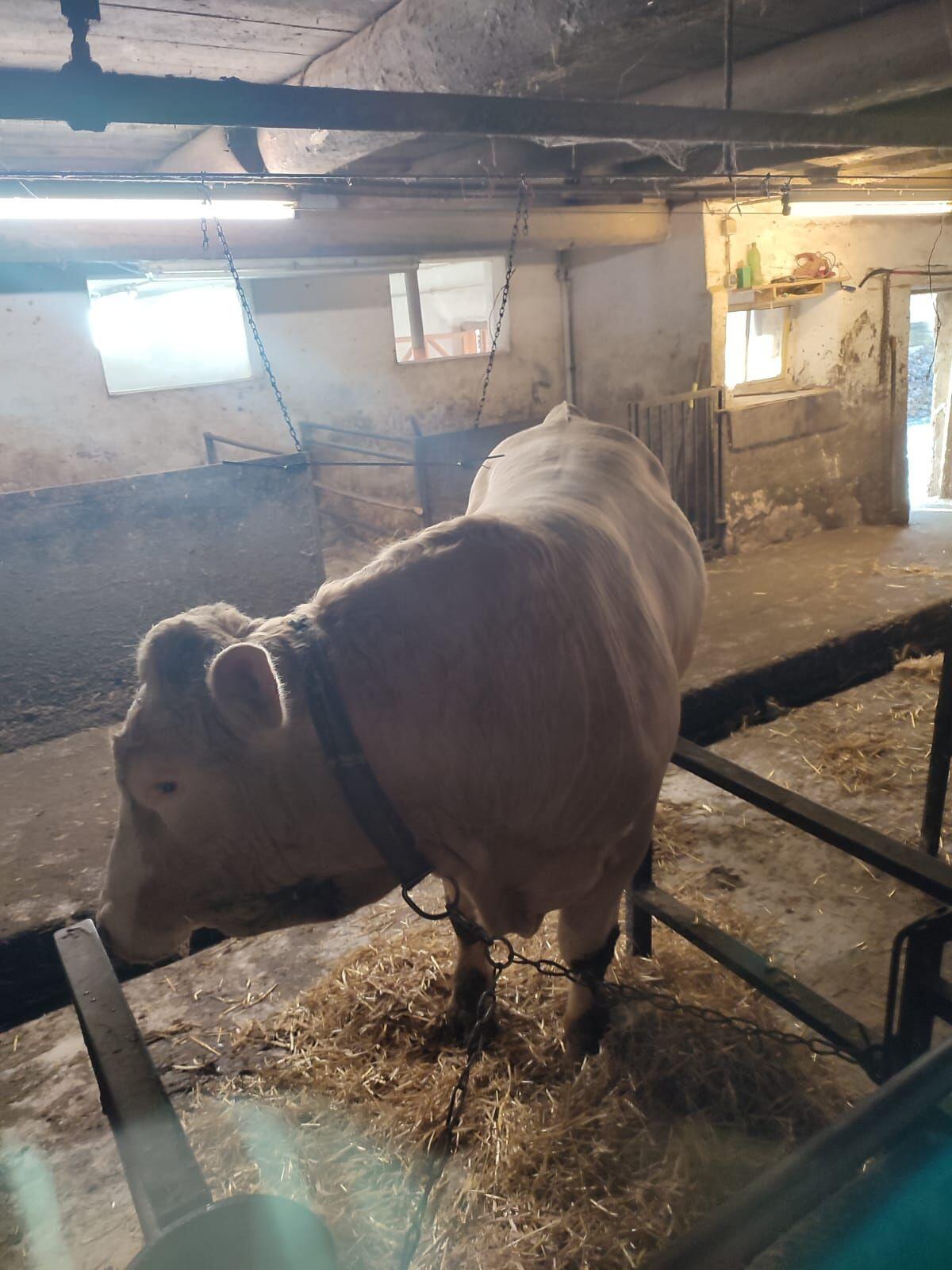 Stier 2