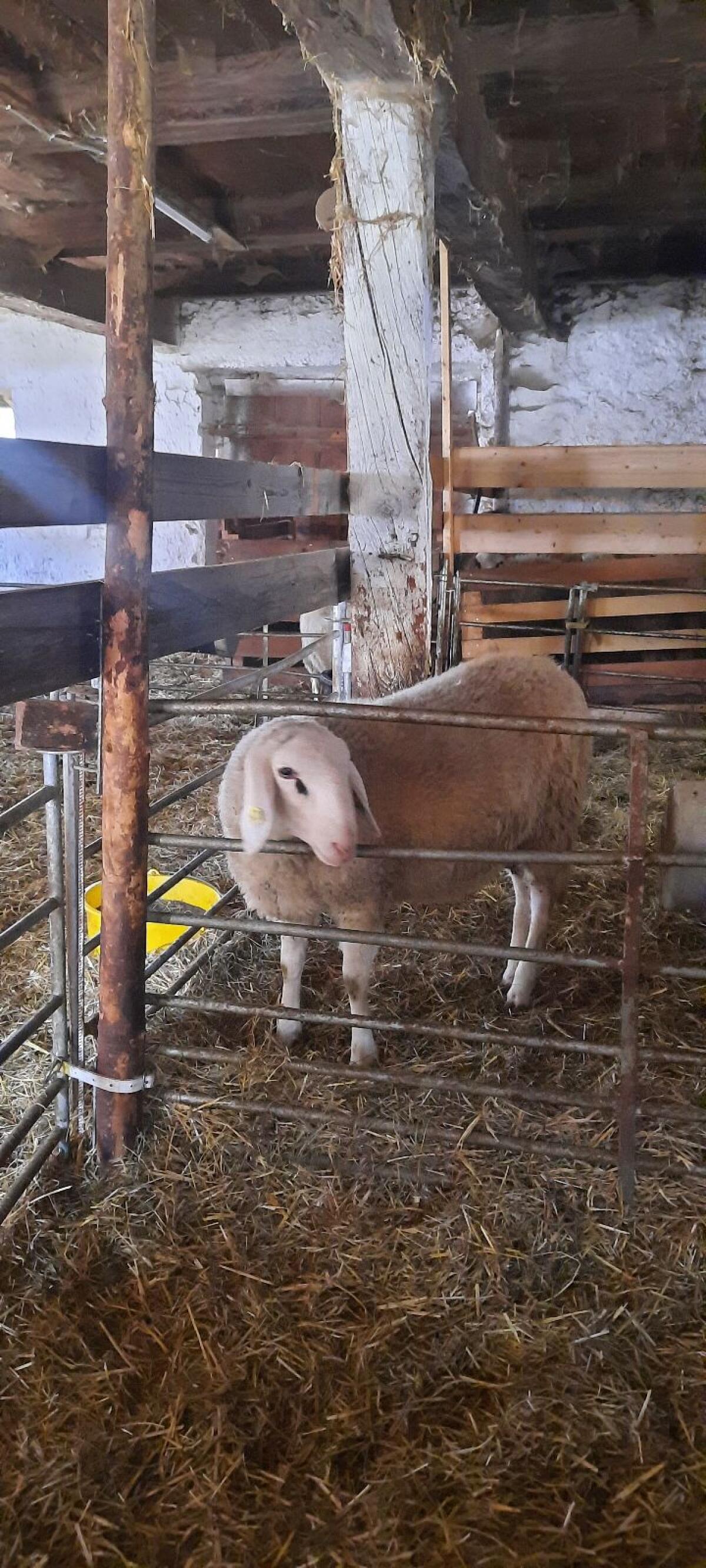 Brillenschafe weiblich 2