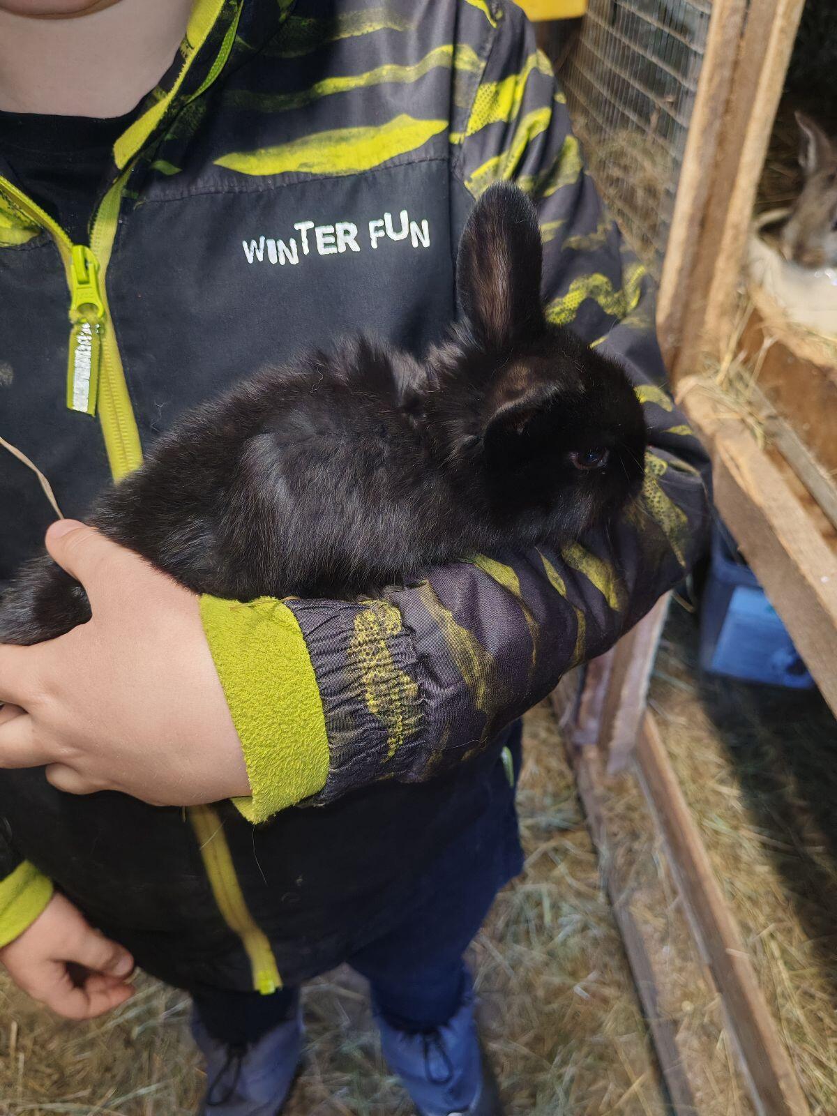 Helle Großsilber Mischlinge Fleischhasen 3