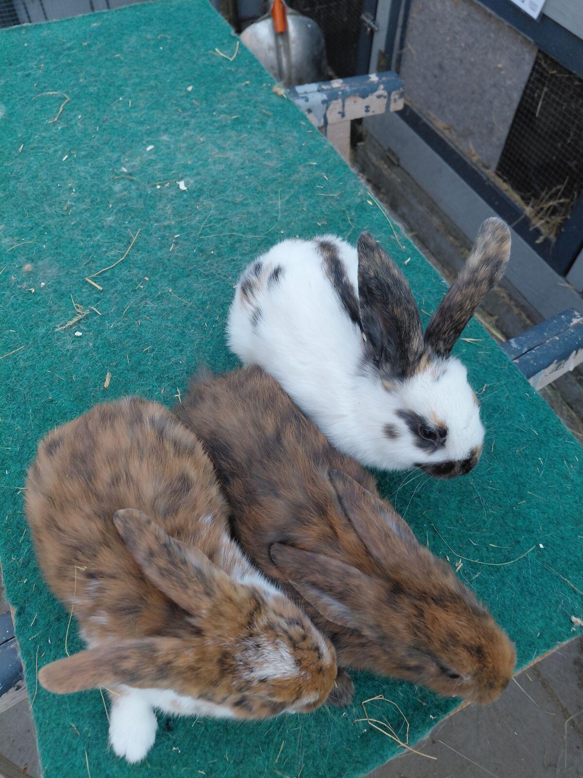 Kaninchen 3