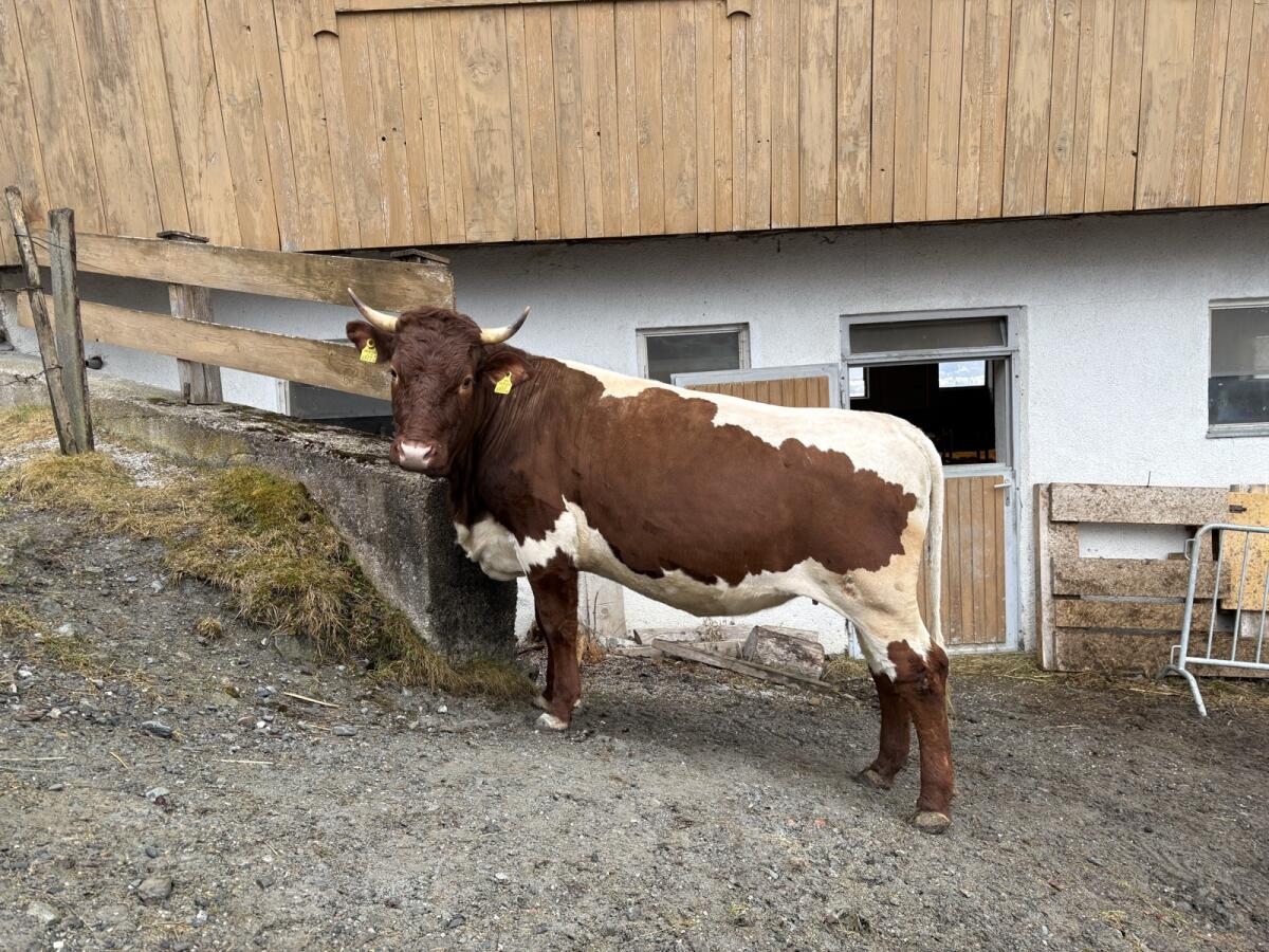 Pinzgauer Bio Kalbin 2