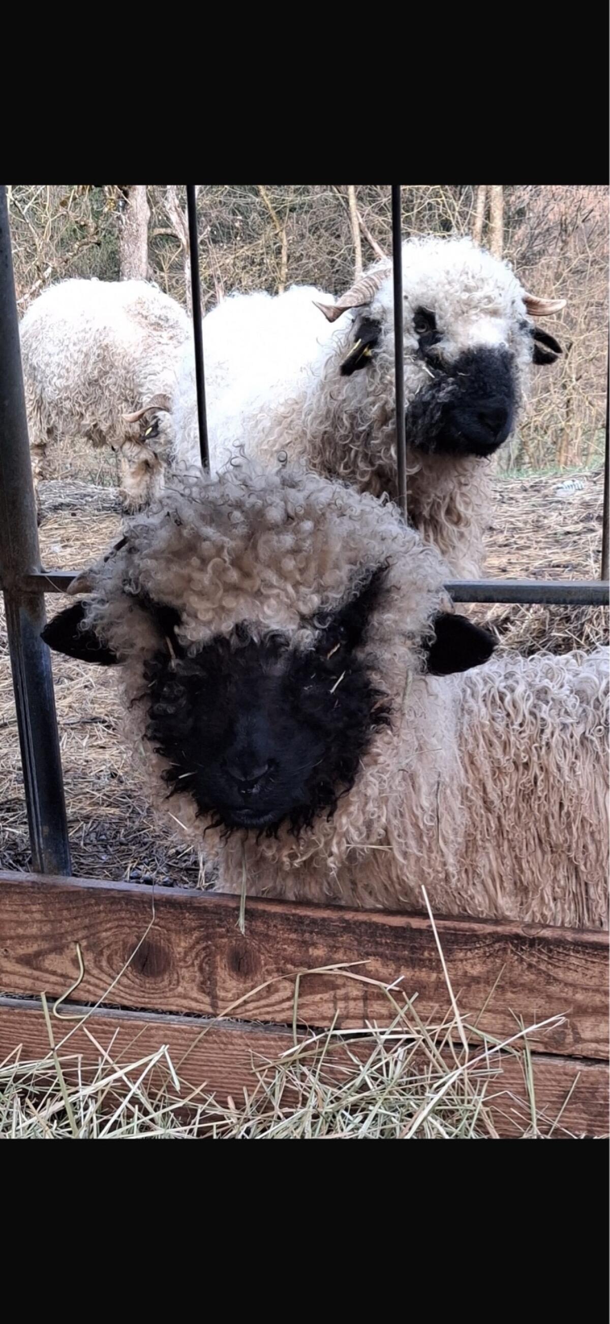 Walliser Schwarznasen Schafe 2