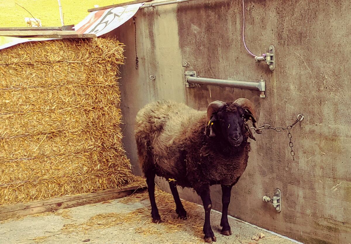 Verkaufe Steinschaf-Widder 2