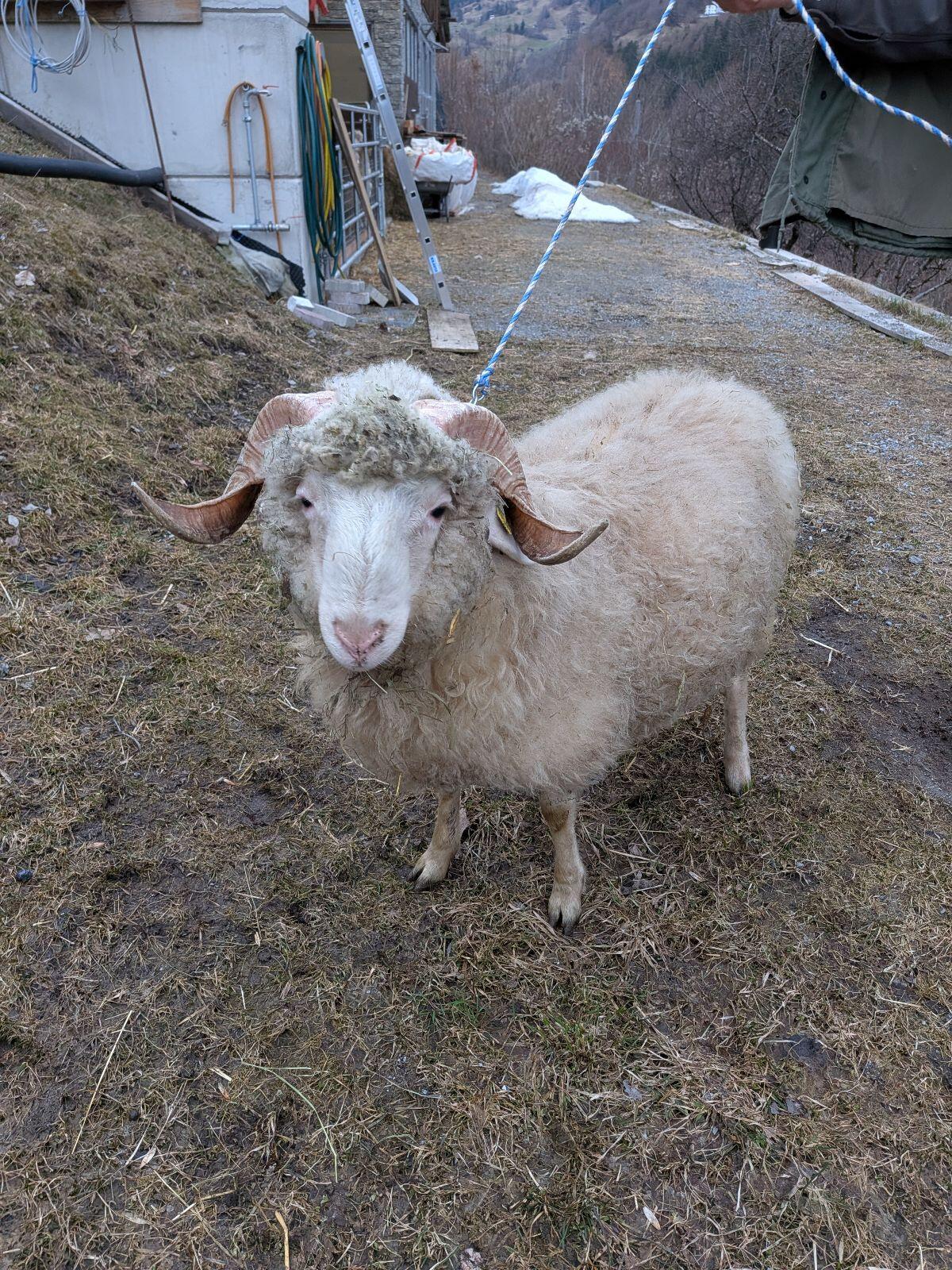Montafoner Steinschaf, HB-Widder 2