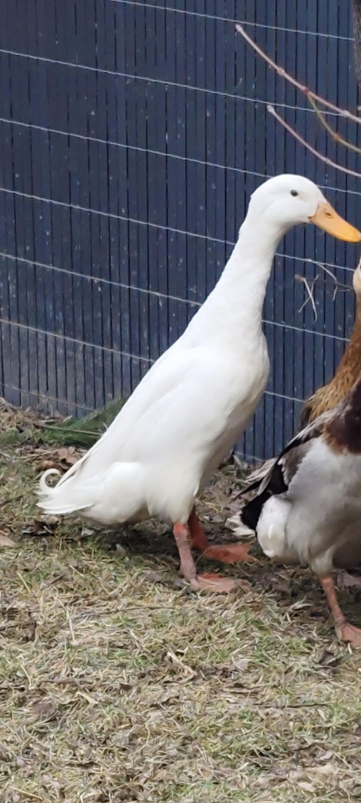 schöner junger weißer Erpel 2