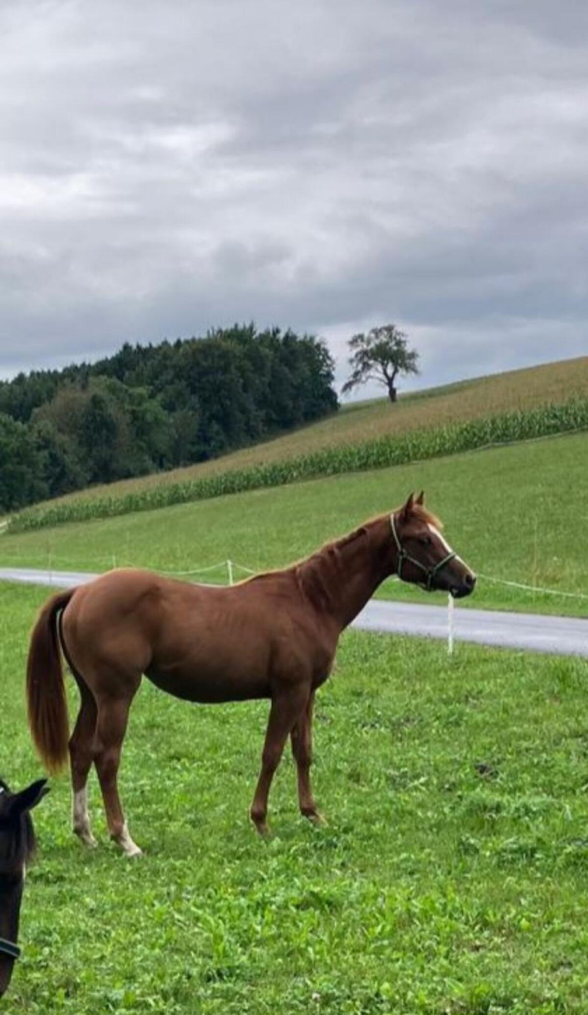 Hübsche Quarterstute 3