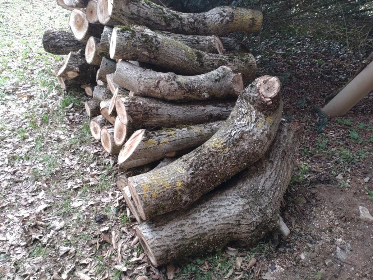 Walnussbaum Holz 3