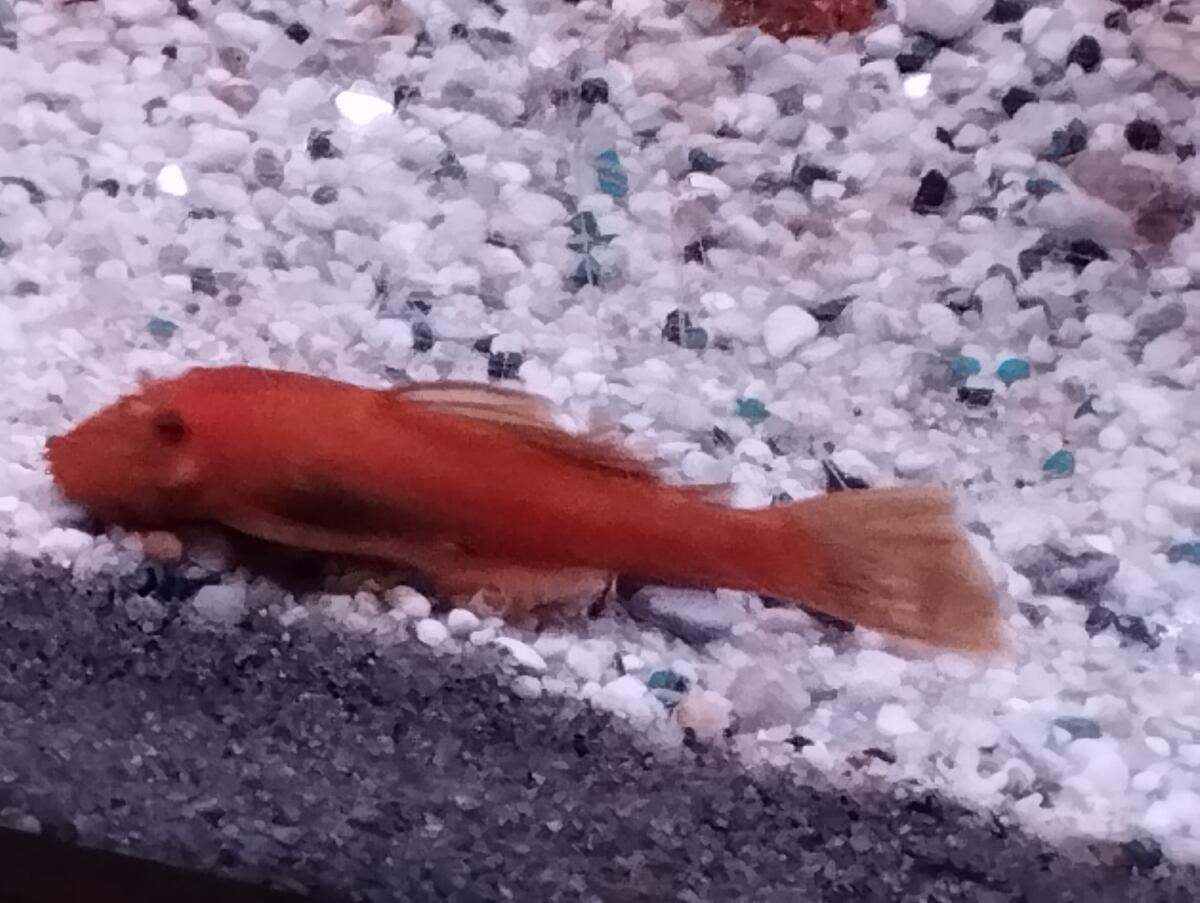 Rote Ancistrus zu vergeben 2