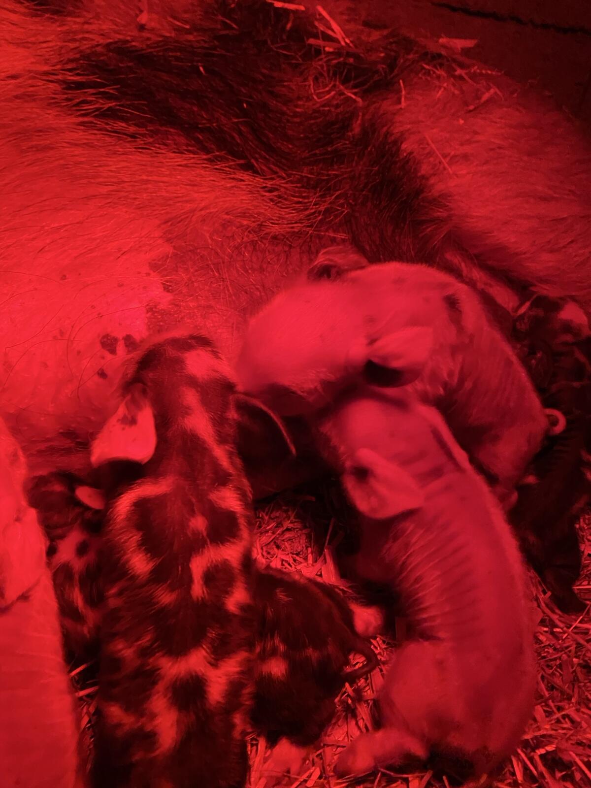 Kune kune Ferkel 2
