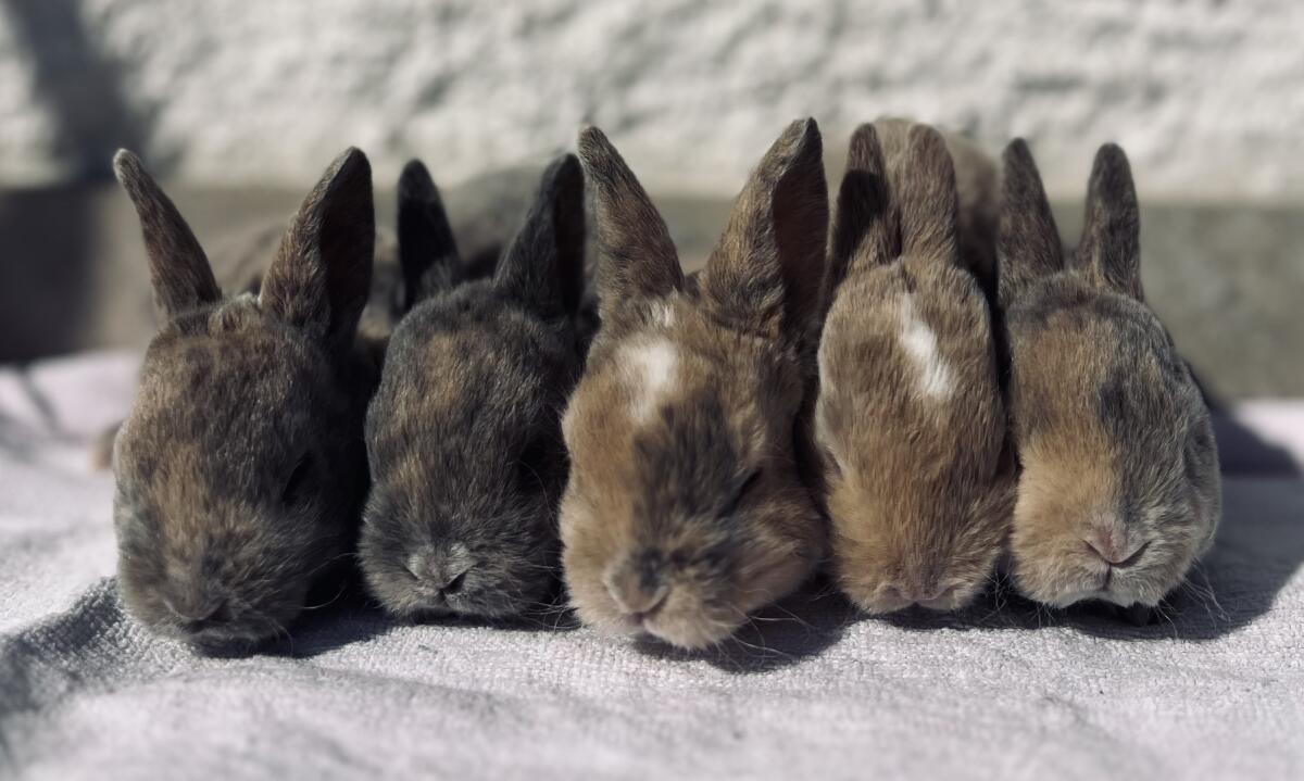 Kleinrex samtweich, gesund, zutraulich 2