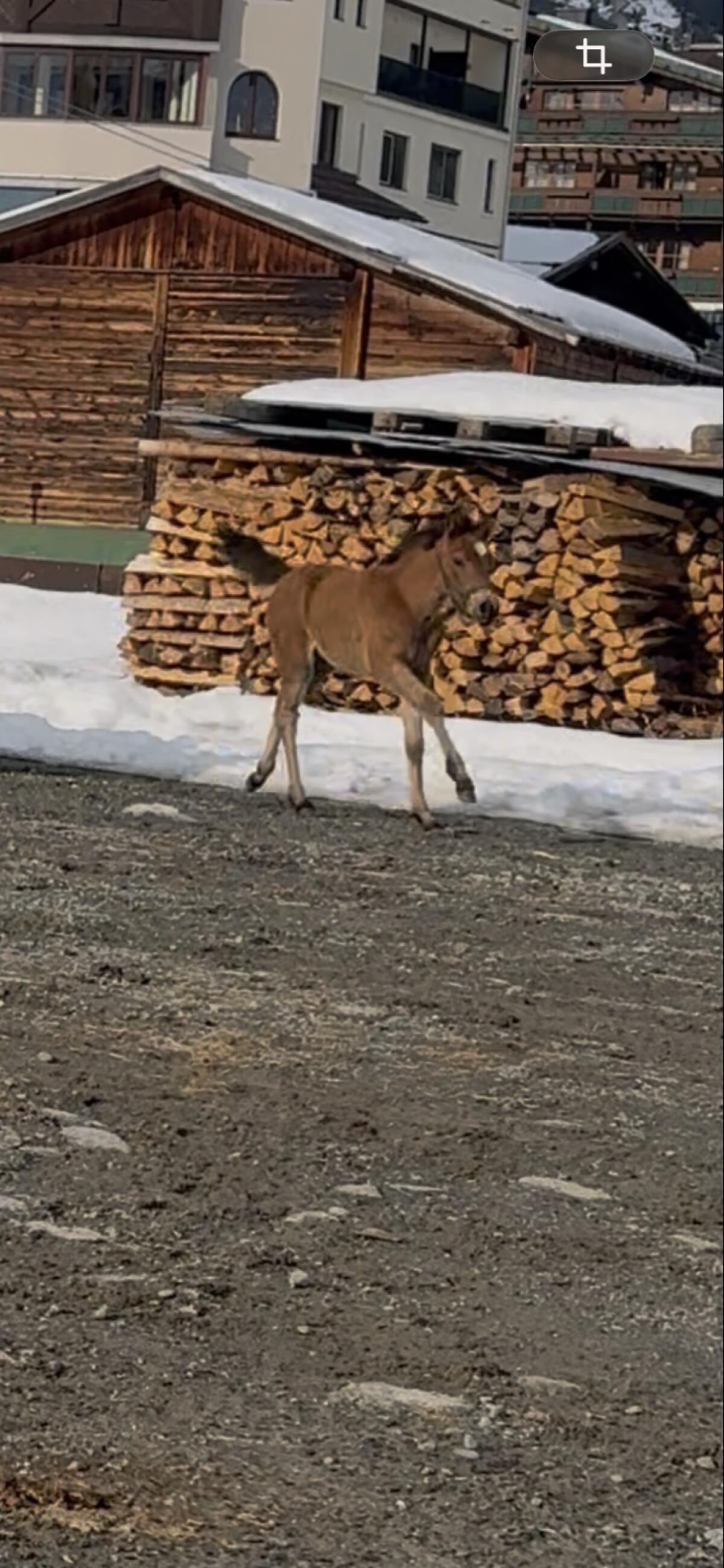 Haflinger x Araber Stutfohlen 3