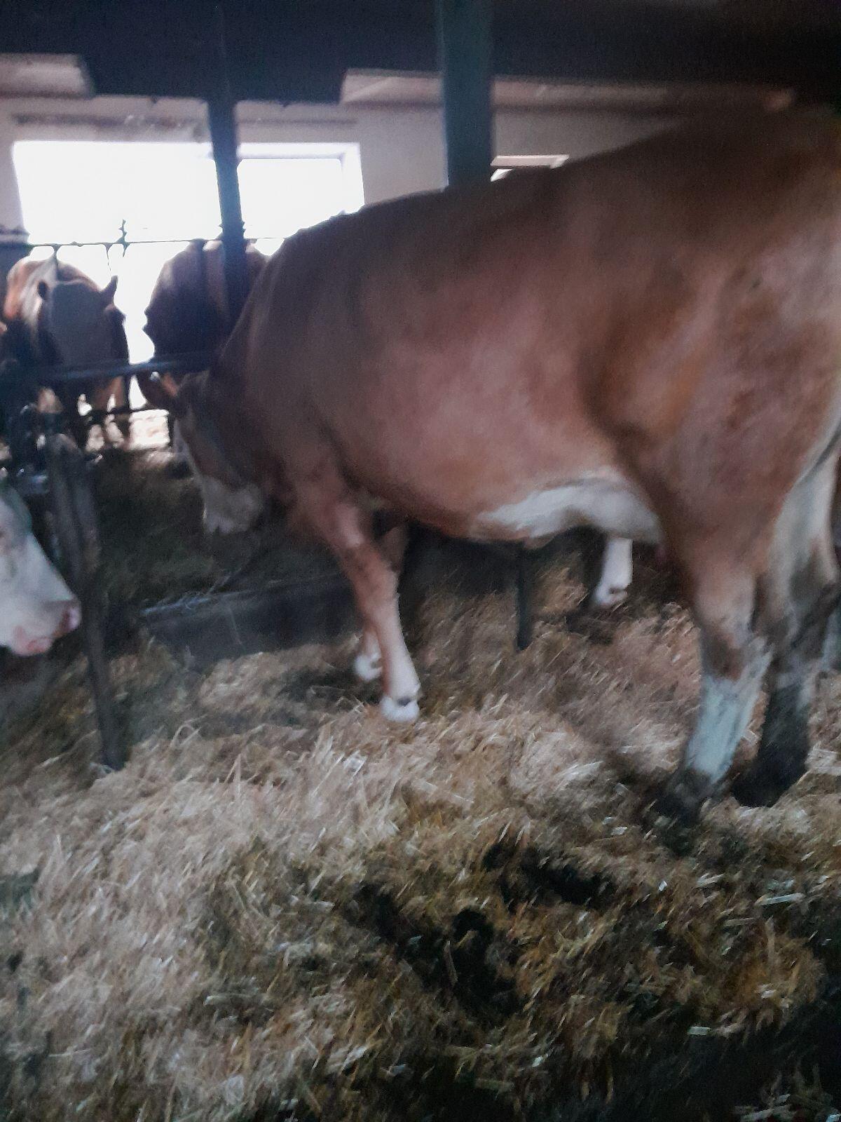 Bio-Kalbinen in Milch 2