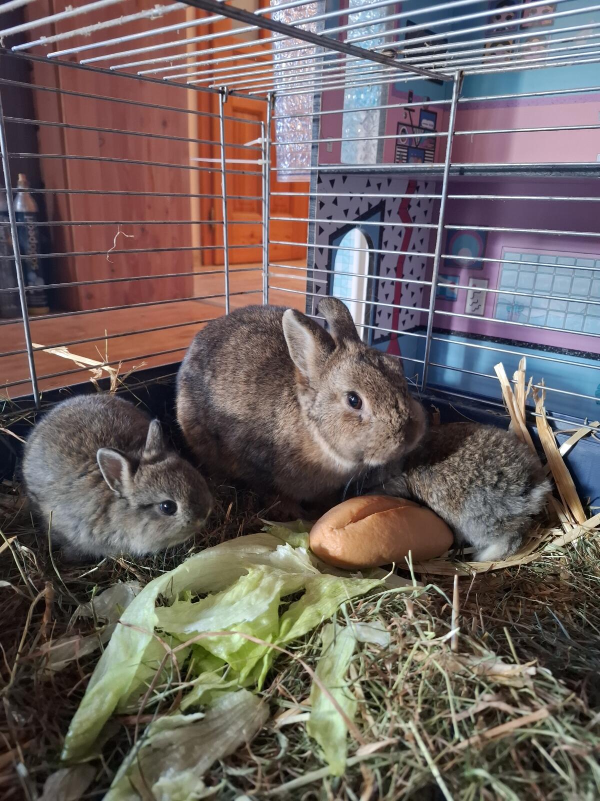 Hasenbabys Zwerghasen 3