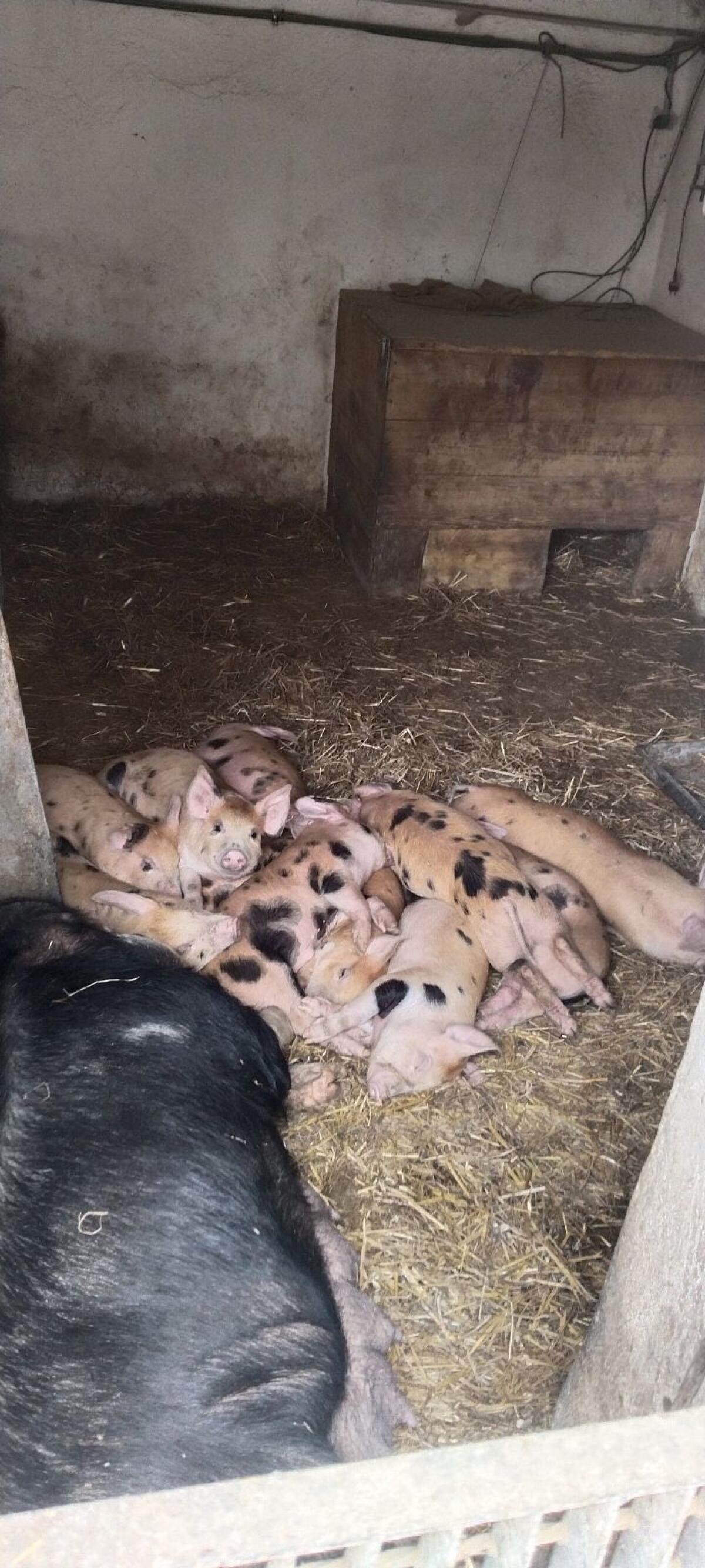 Duroc und Duroc Mix Ferkel Spanferkel 3