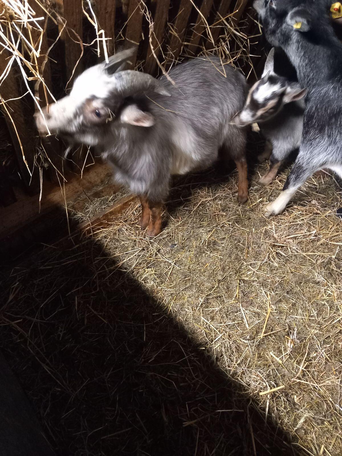 Minizwergziegenbock 2