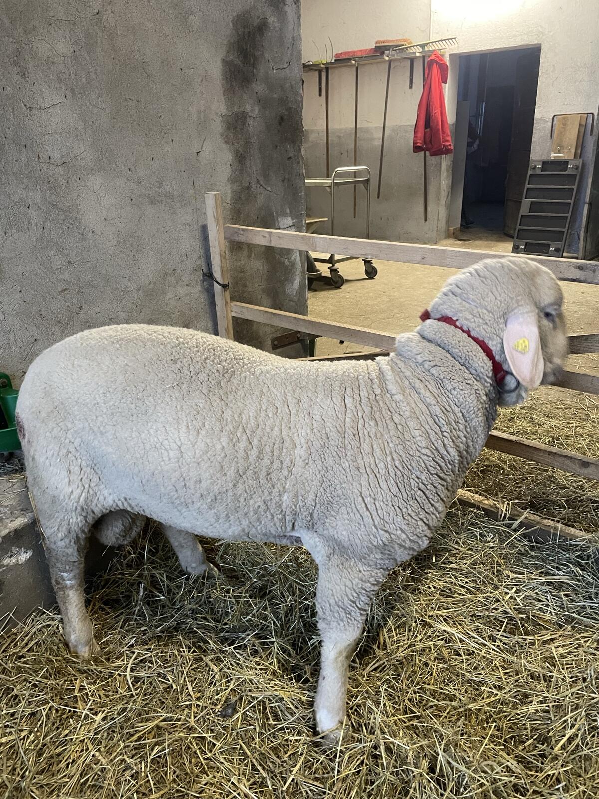 Merinolandschaf Widder 2