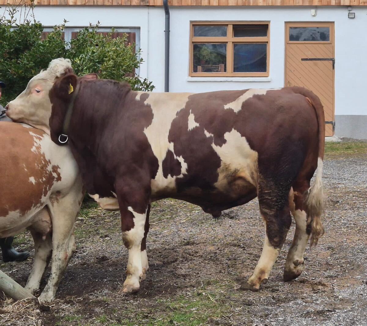 Fleckvieh Stier 2