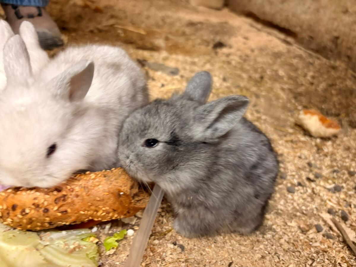 Zwergkaninchen 2