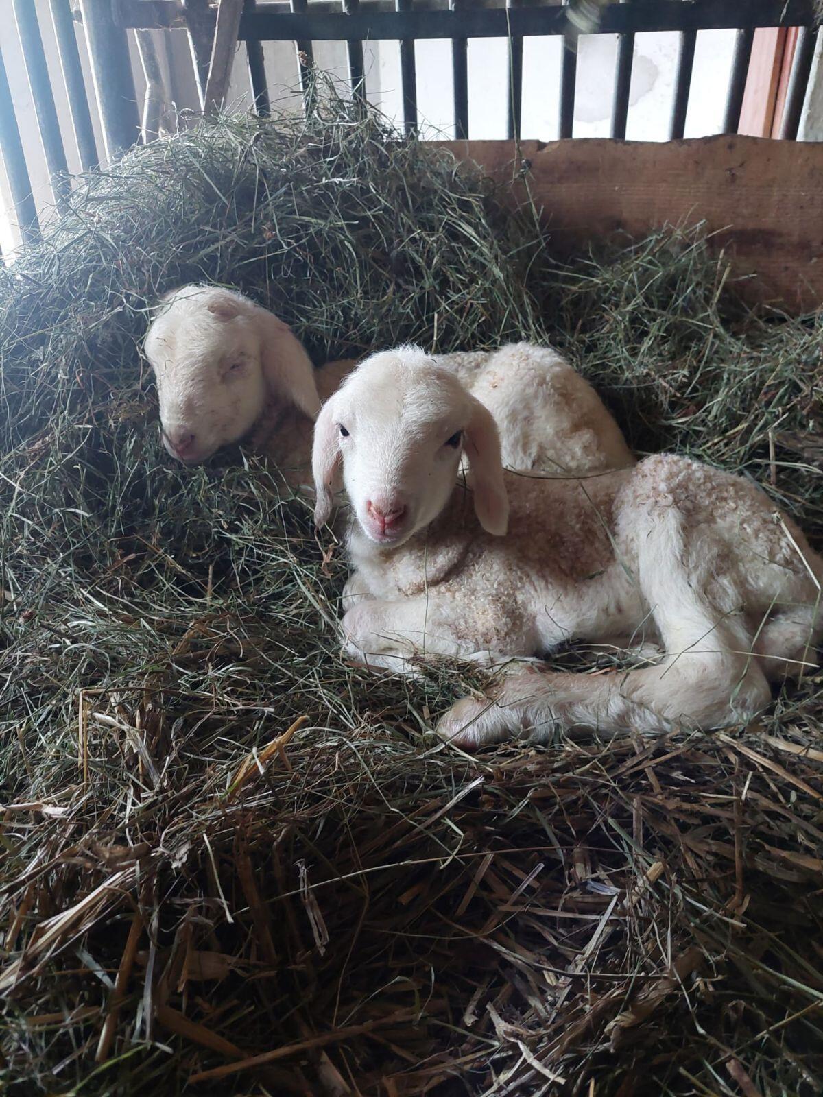 Schafe zu verkaufen 2