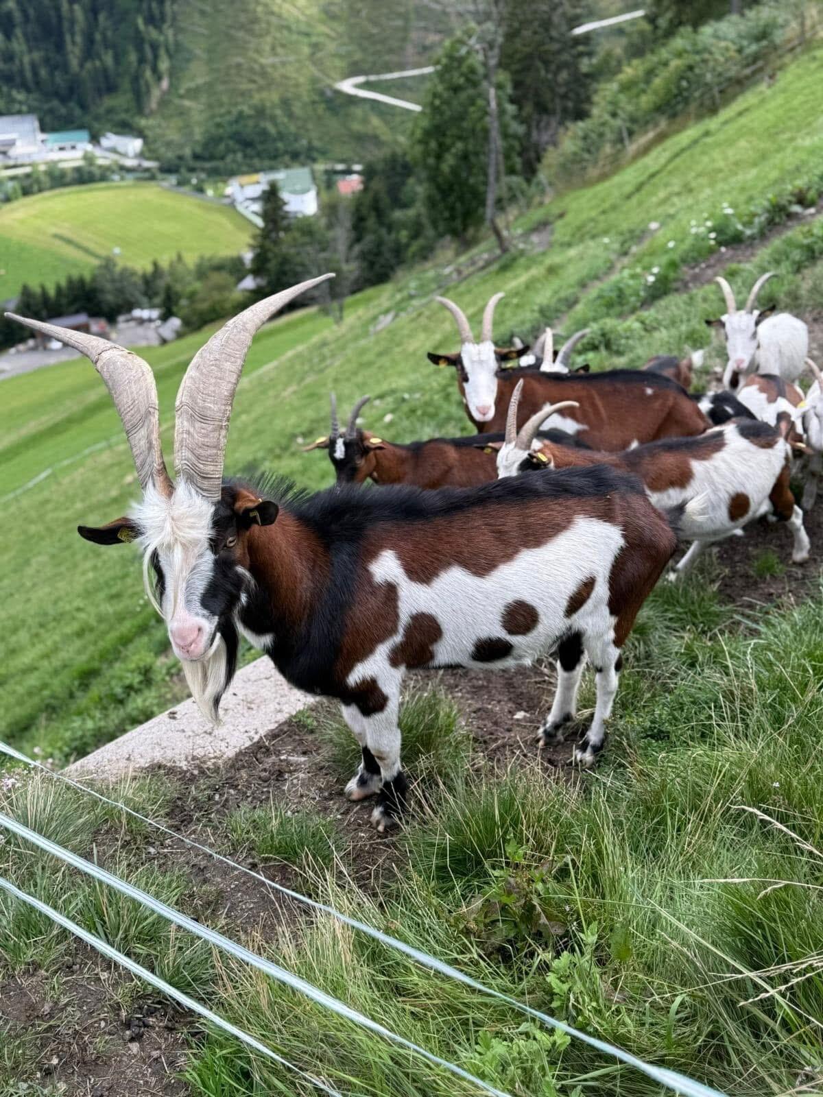 Tauernschecken Bock 2