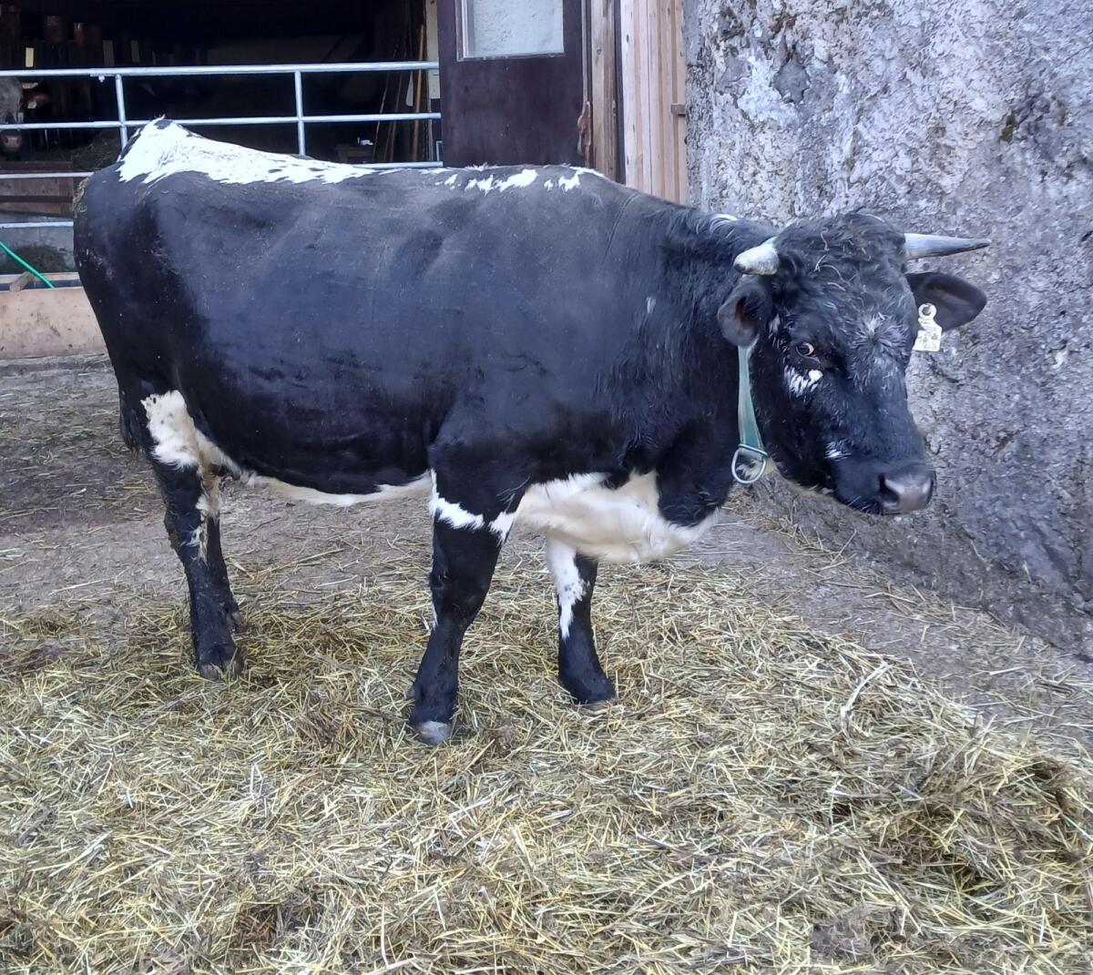 Pustertaler Sprinzen Kuh PSS 3