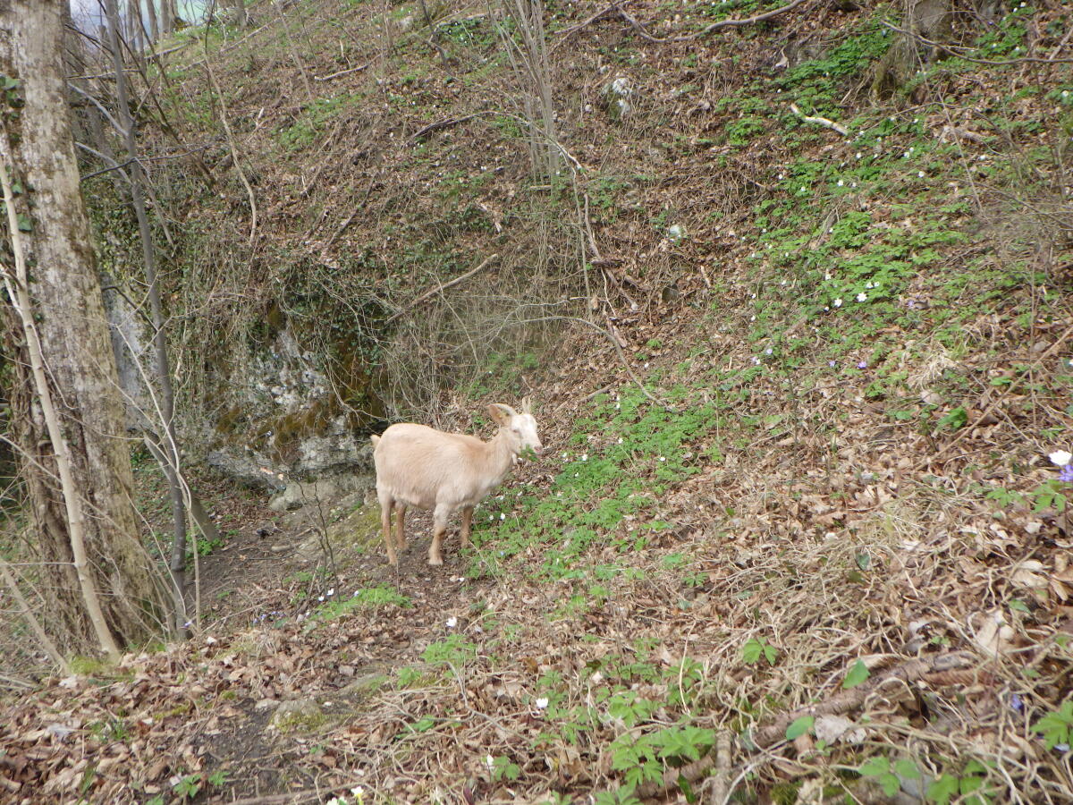 Ziege mit Kitz bei Fuß 3
