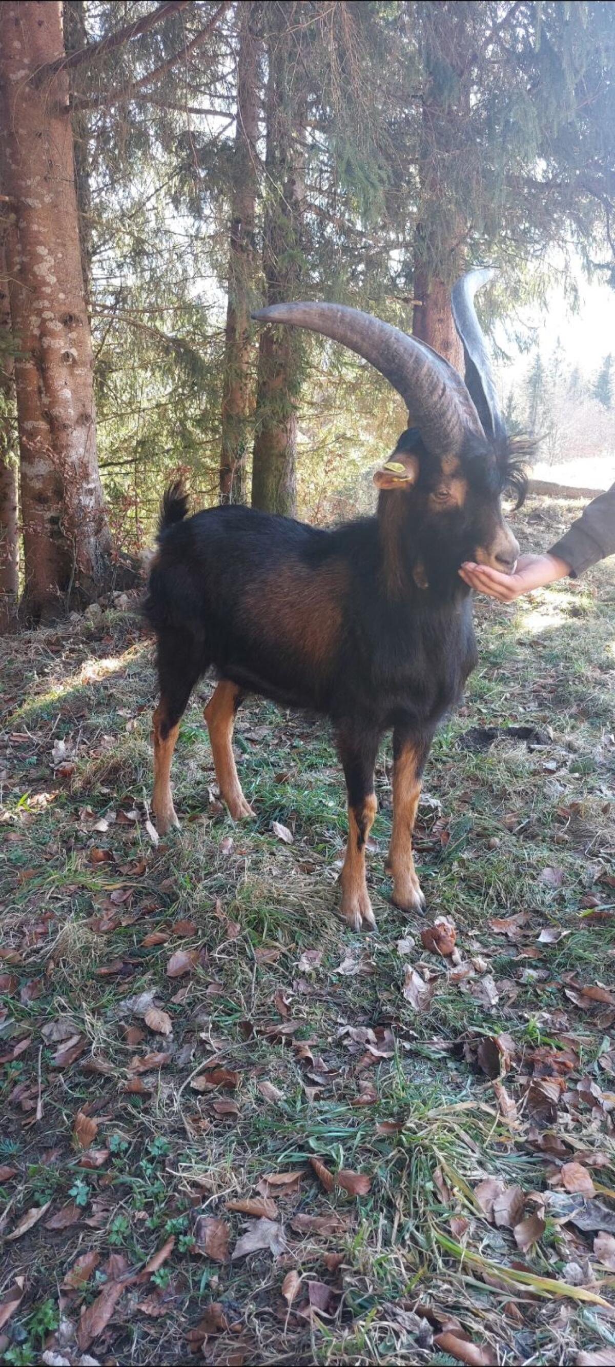 Aosta-Bock 2