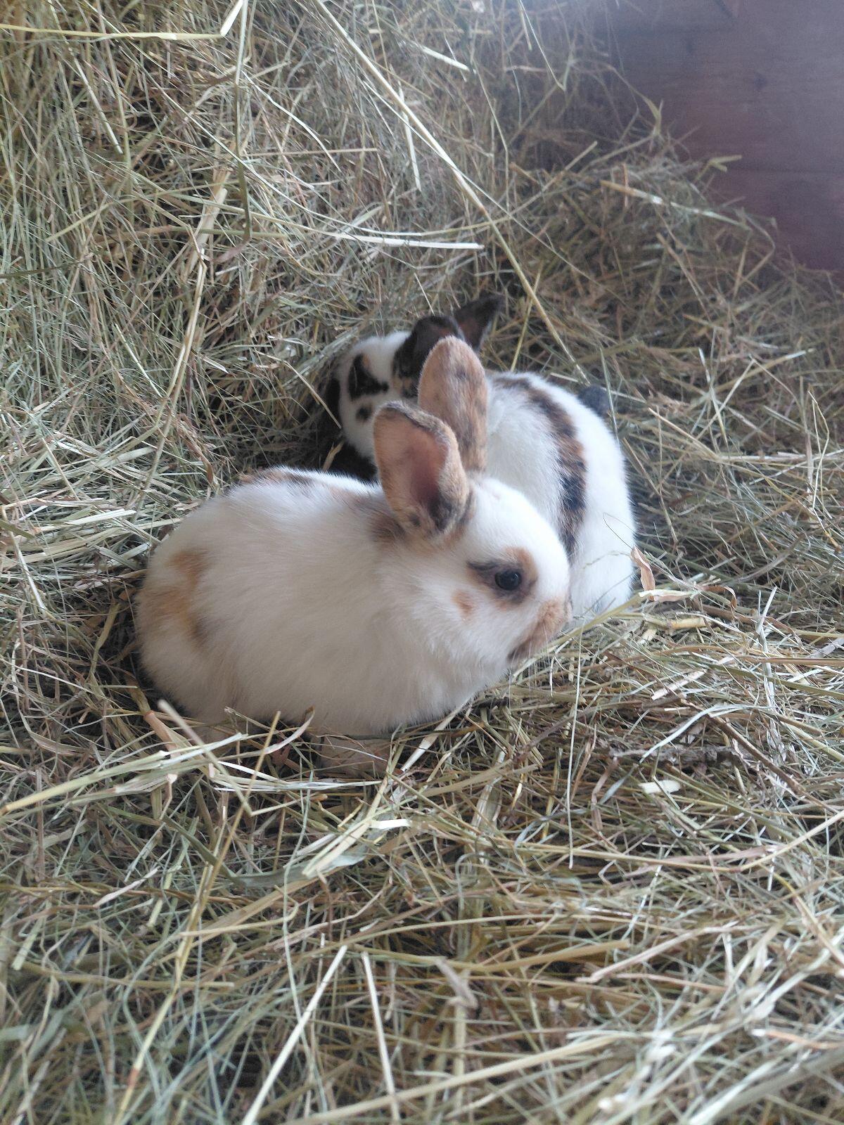 Rheinische Schecken 2