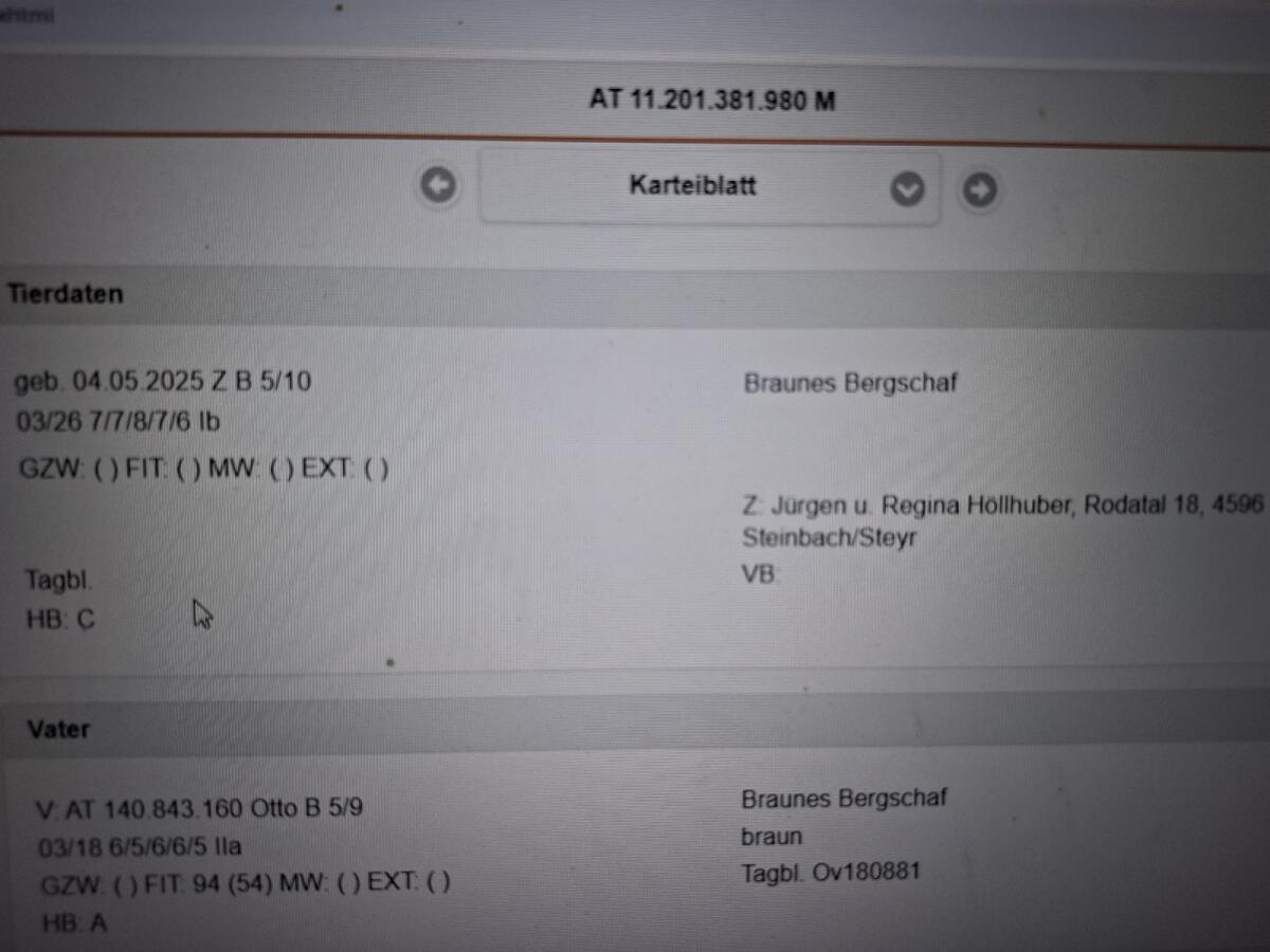 Braune Bergschaf Widder BIO 3
