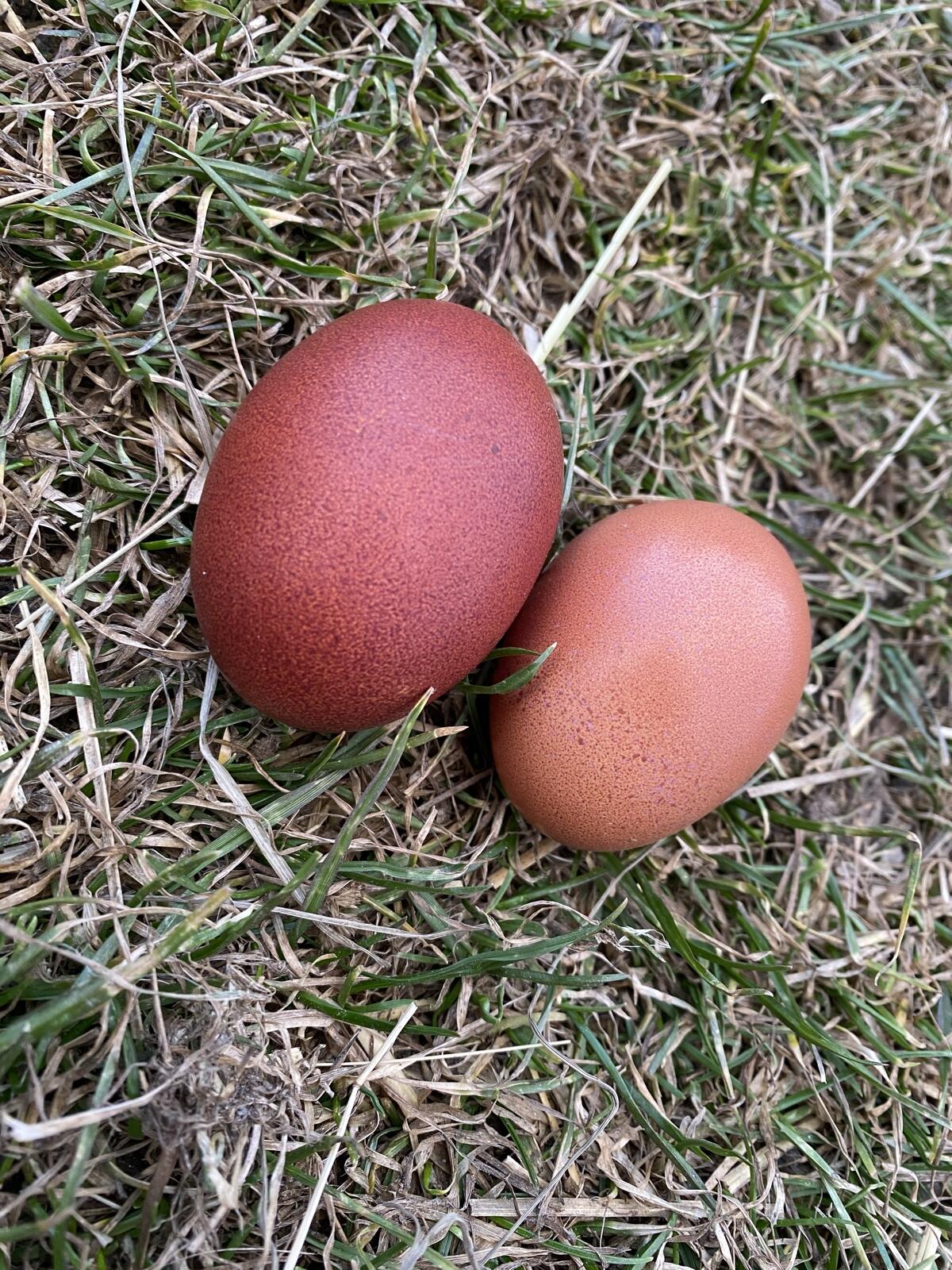 Bruteier Marans schwarz-kupfer 3