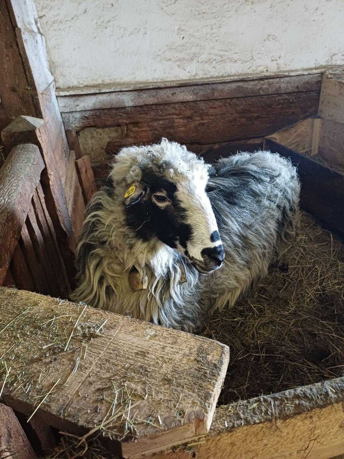 Gekörter Krainer Steinschafwidder 2