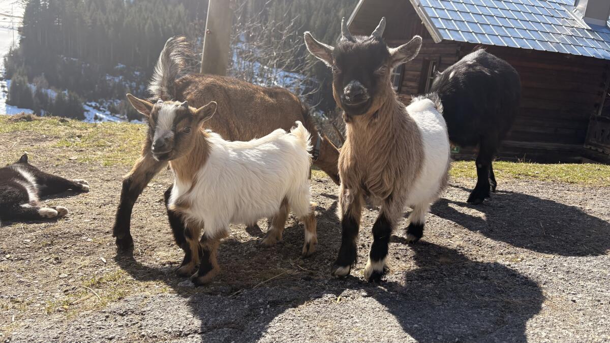 Mini Zwergziegenbock 2