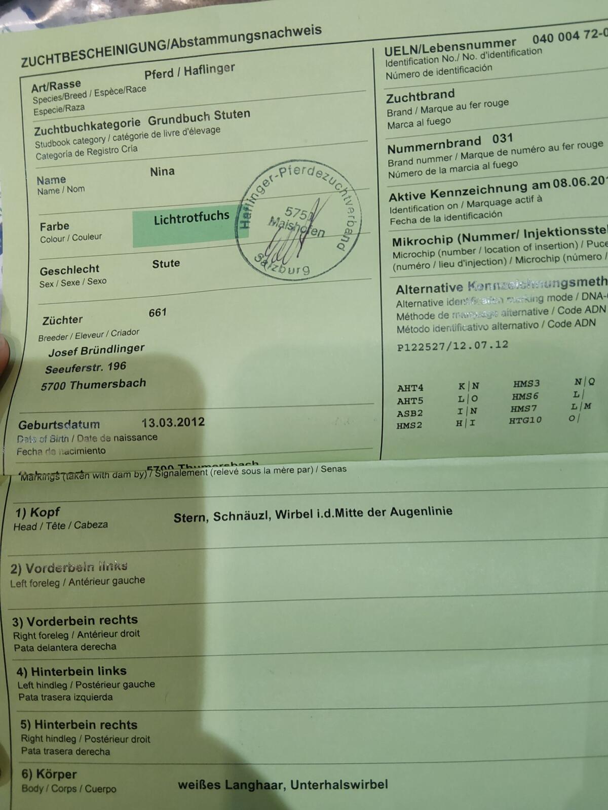 Haflingerstute Nina 2