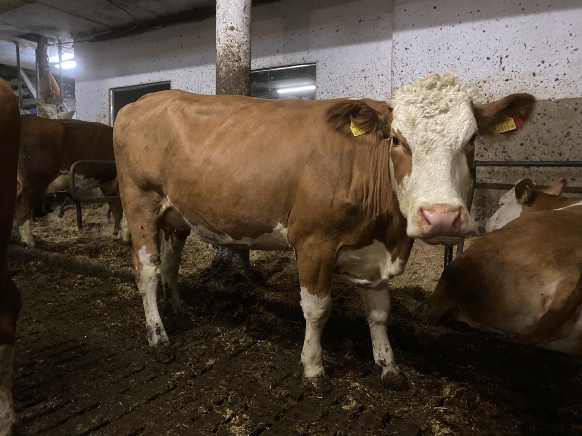 Hornlose Erstlingskuh 2