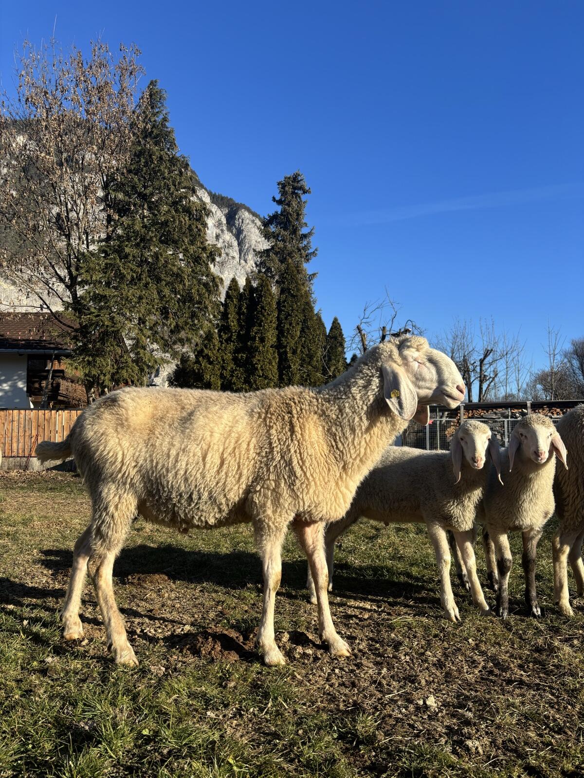 Tiroler Bergschafwidder 2
