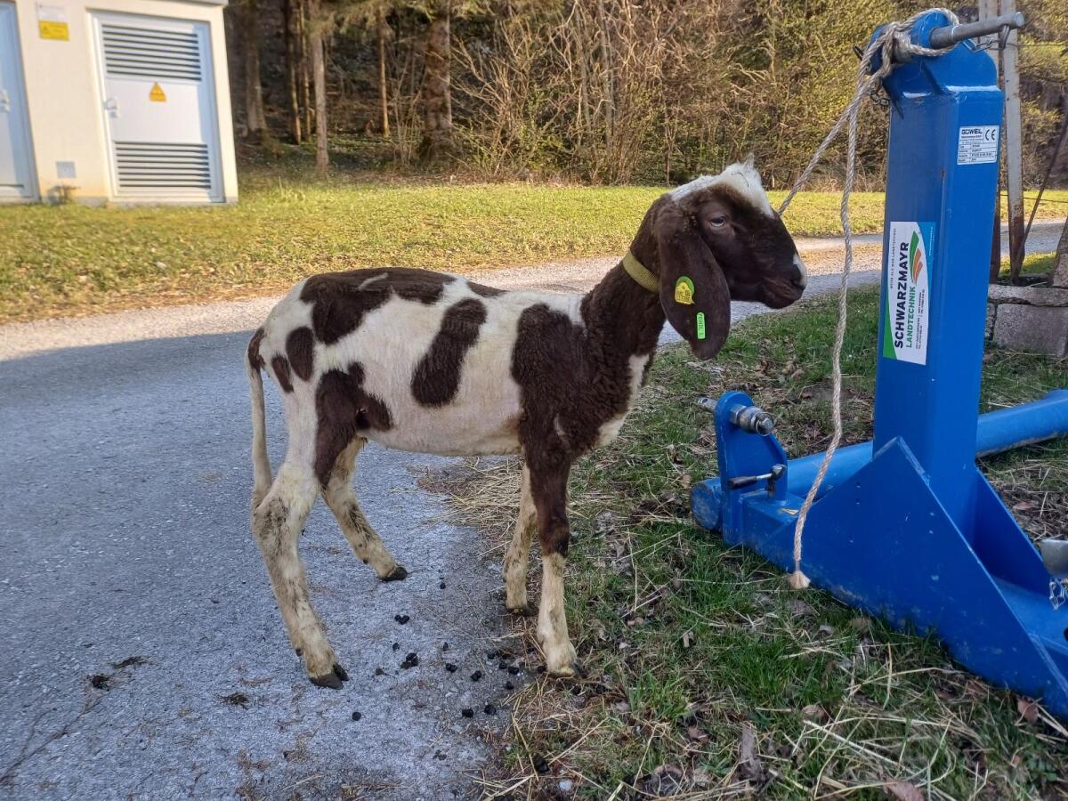 Geschecktes Bergschaf 2