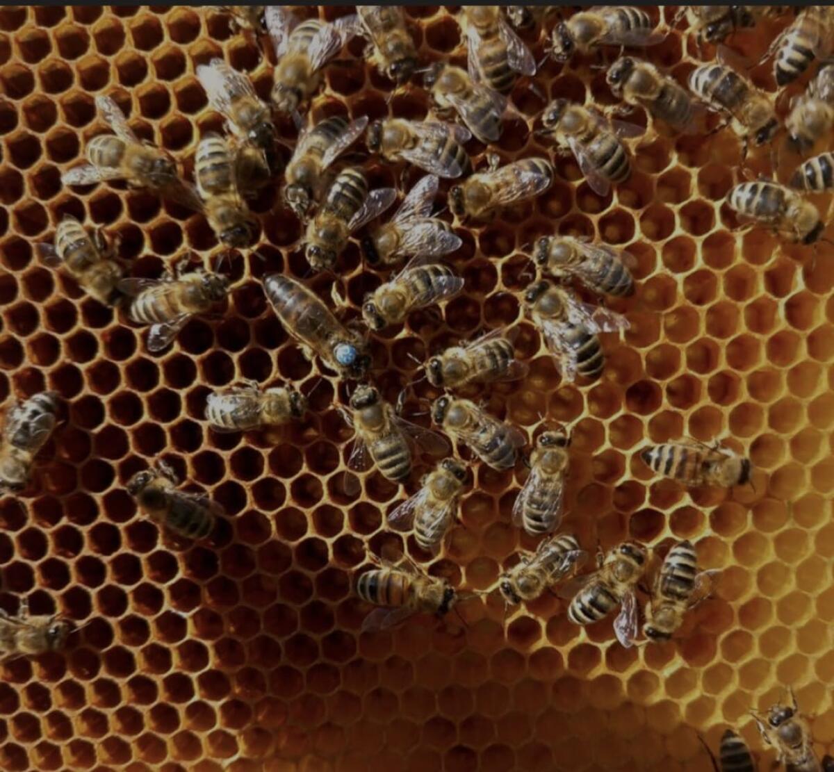 Bienen 2