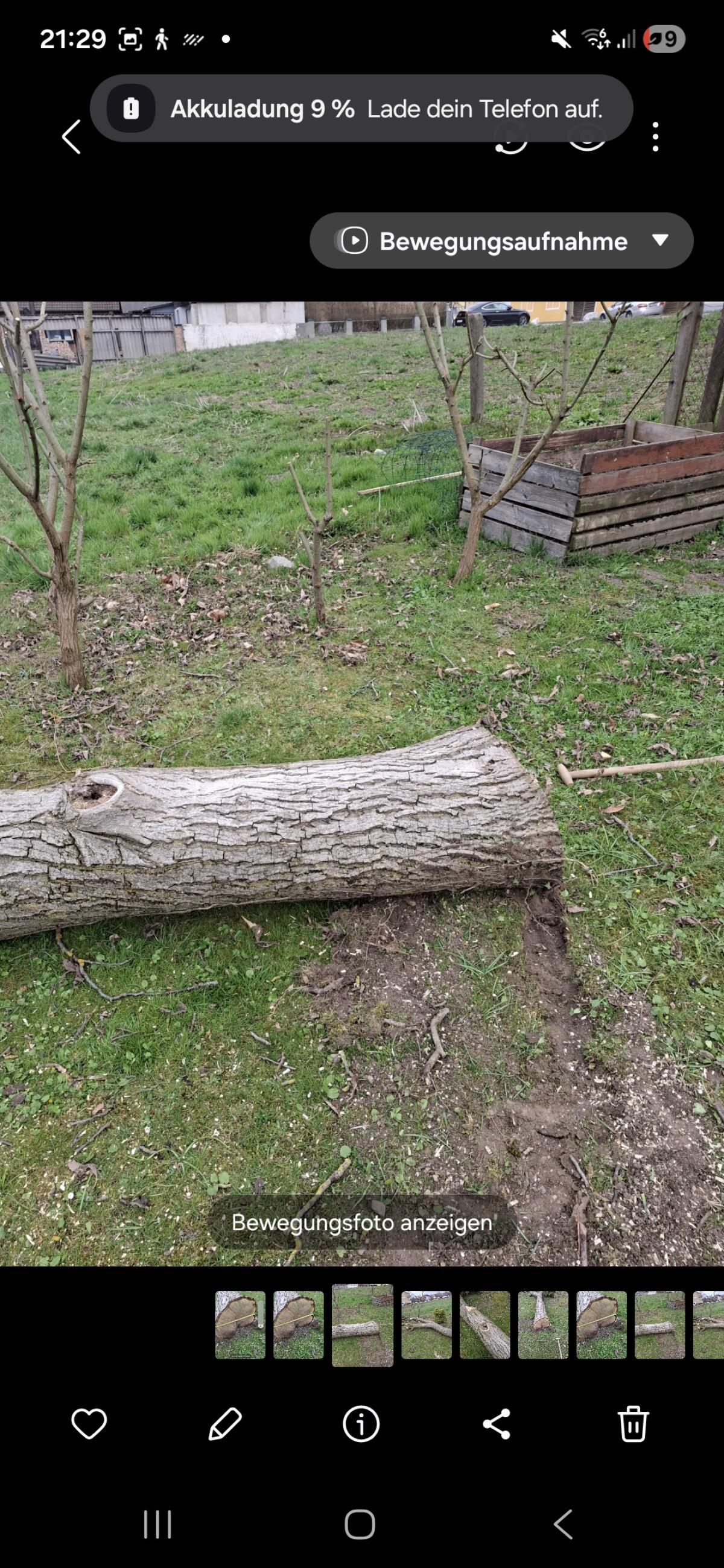 Nussbaumstamm 2