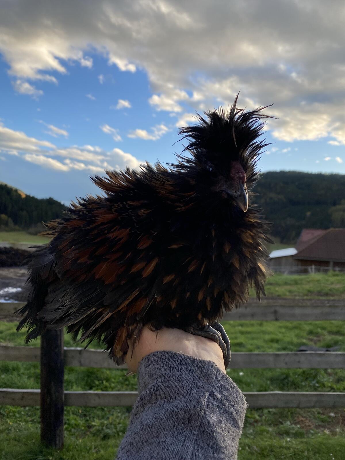 Bruteier Strupphuhn 2
