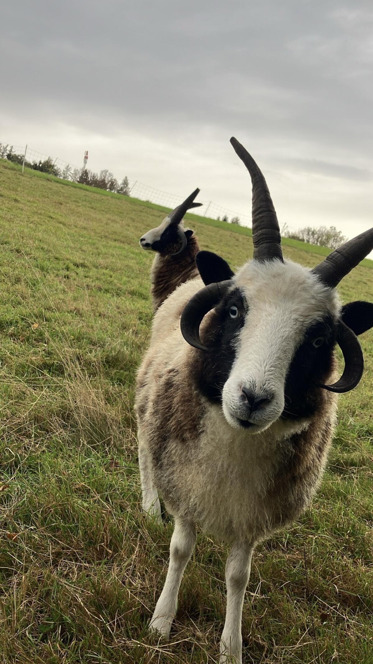 Jakobschaf Vierhornschaf 3