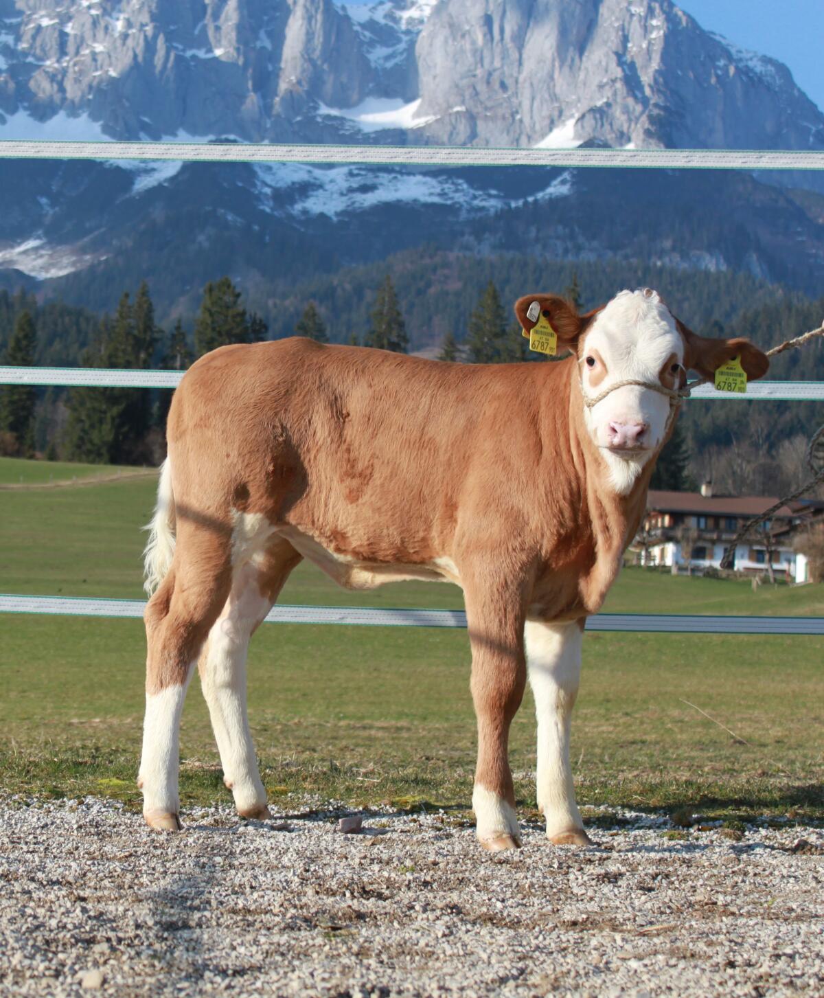 Hochtypisiertes Fleckviehzuchtkalb 2