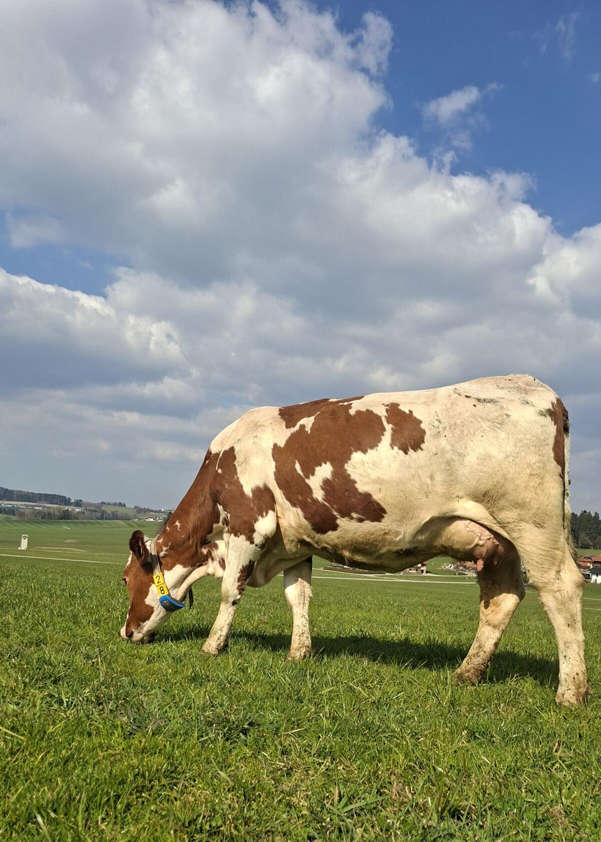 BIO Fleckvieh Jungkuh 3