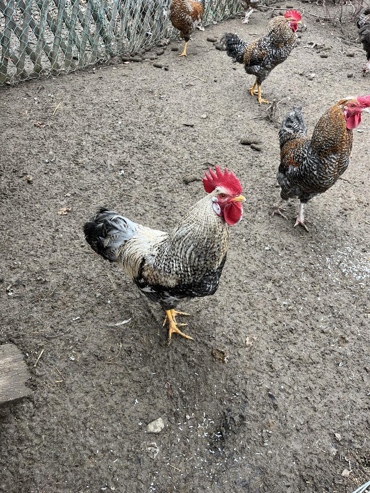 junge Hähne 3