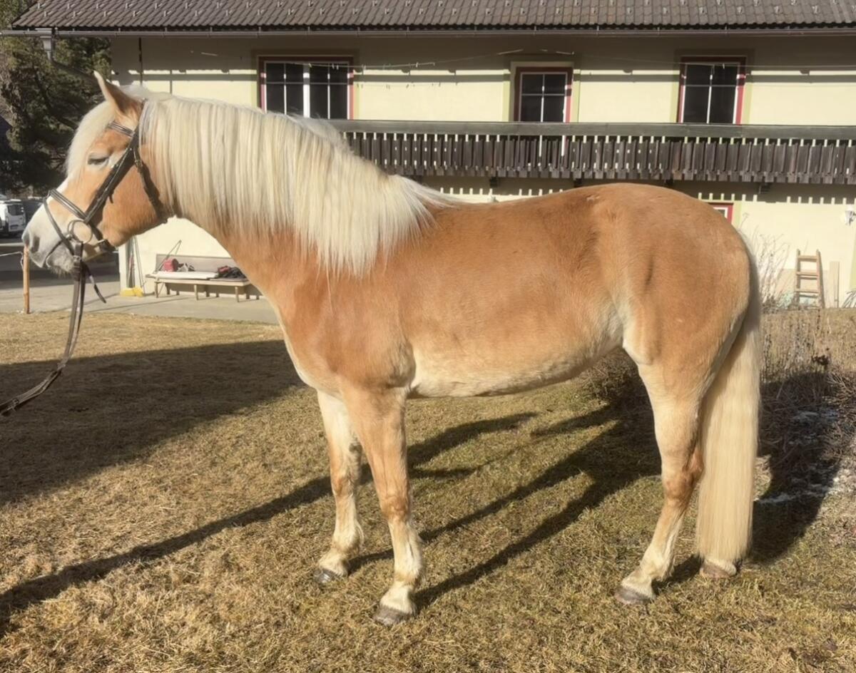 Große Haflinger Stute 2