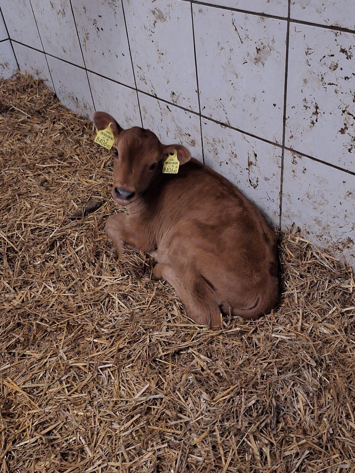 Jerseyzuchtkalb 2